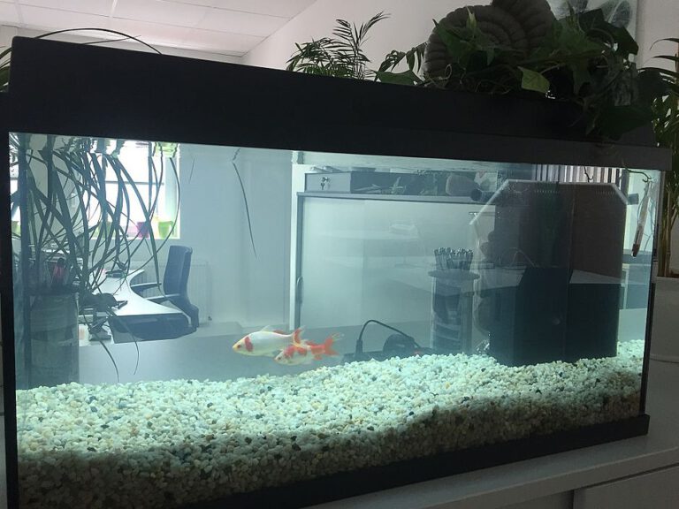 Ein Aquarium in einem Büro mit 2 Goldfischen darin